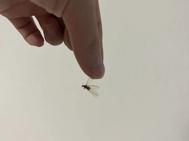 榄核白蚁防治中心带翅膀的蚂蚁是不是白蚁